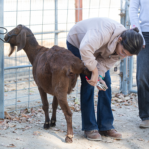 A female student examines a goat's hoof.
