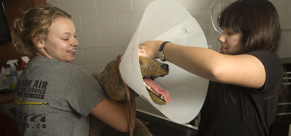animal health science majors learn how to put  a cone on a imitation dog