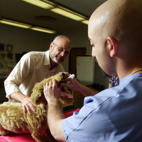 A student learns how to intubate on a dog replica