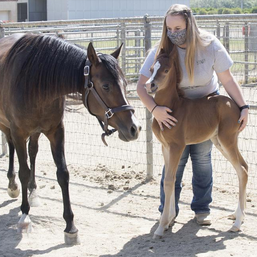 student with a colt and the mother