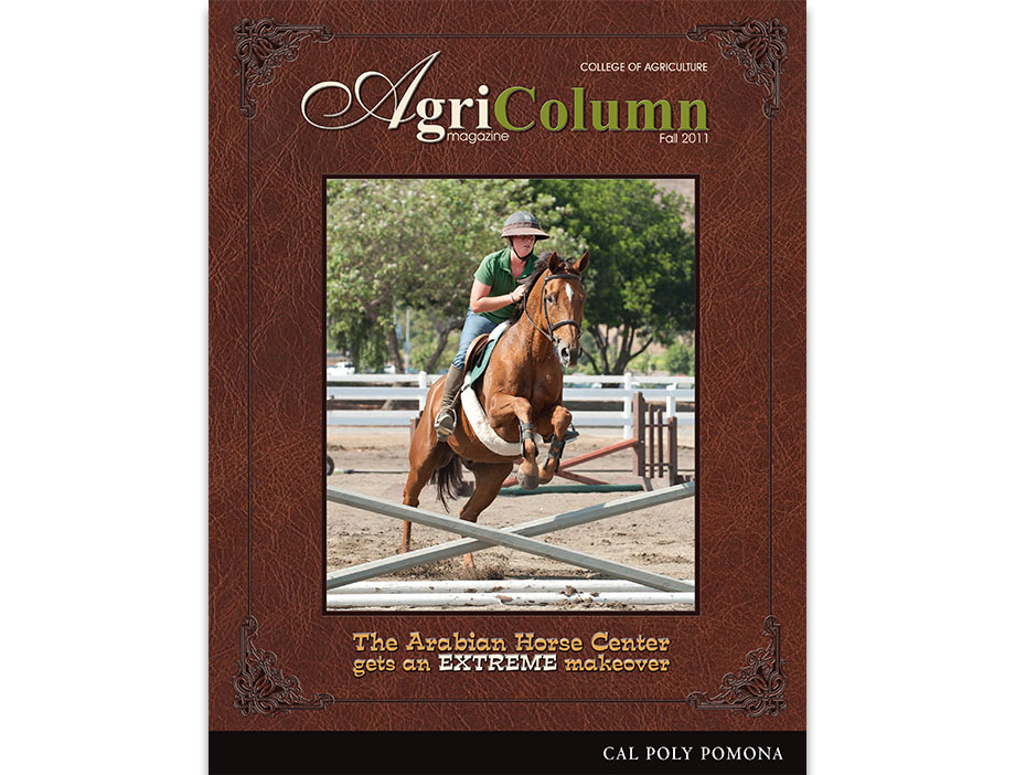 A horse and rider jump over an obstacle