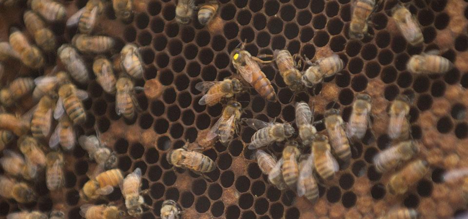 Bees from one of the hives at Cal Poly Pomona