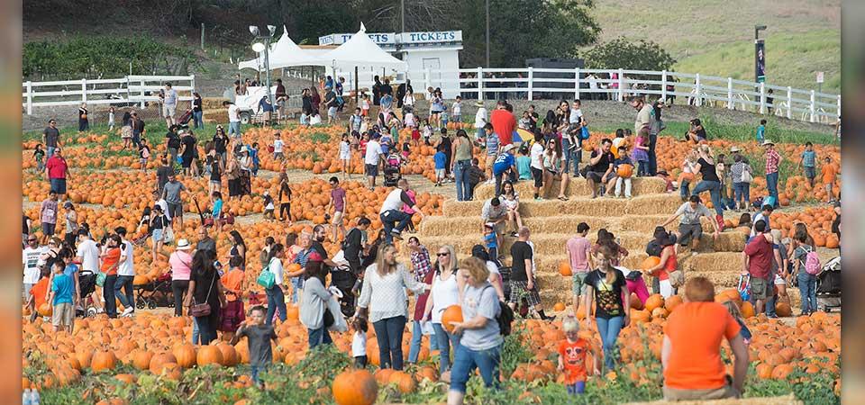 A wide angle shot of the crowd in the pumpkin patch