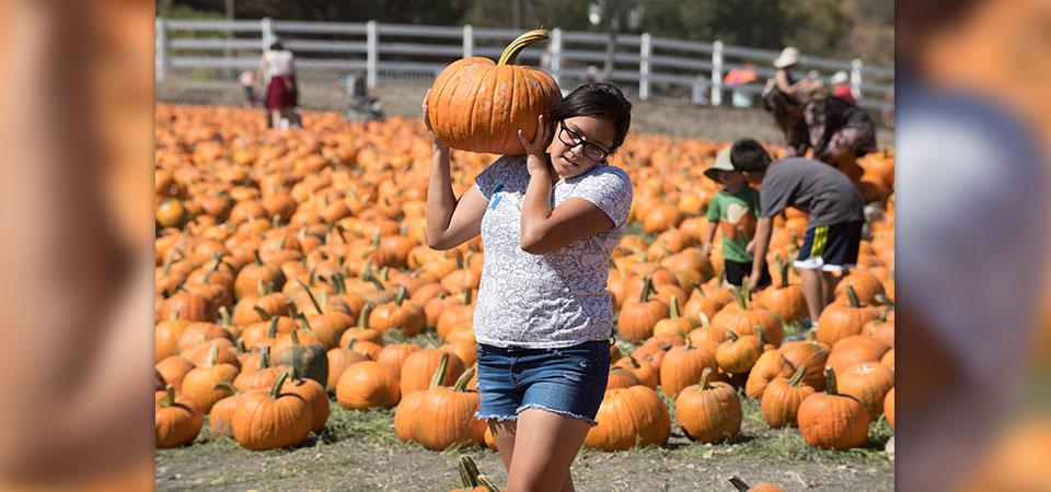 A young woman carries a pumpkin on her shoulder at a past Pumpkin Festival. 