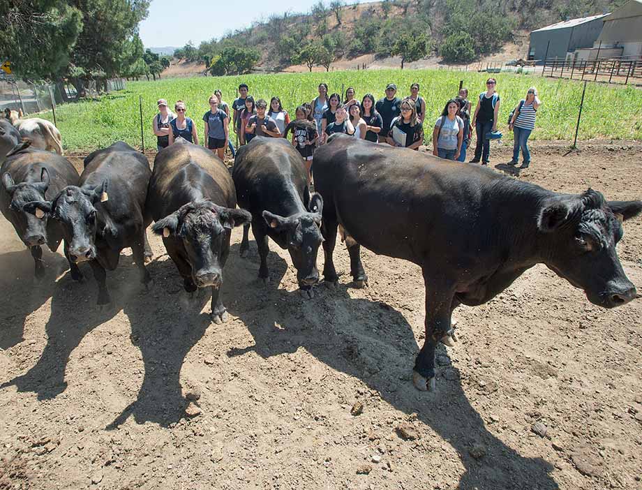 Students observe cattle moving across a pen.