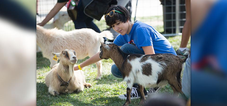 Two goats get acquainted with a human.
