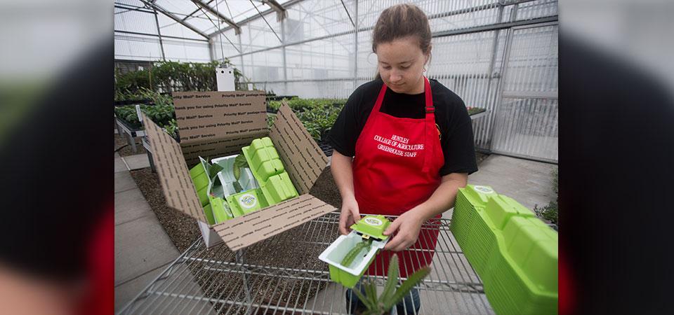 A student worker packs a plant for shipping.