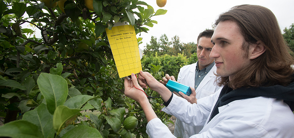 A male student inspects a citrus tree while another takes notes.