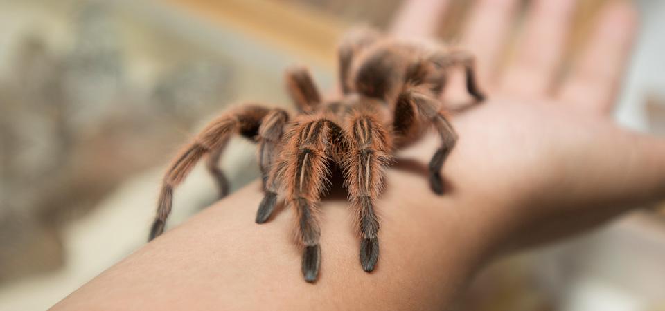 A tarantula crawls across someone's forearm.