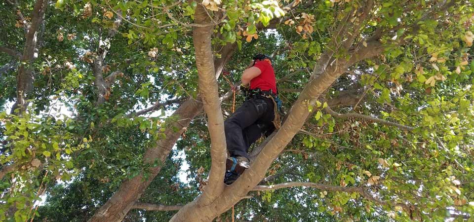 An arborist up in a tree during a demo. 