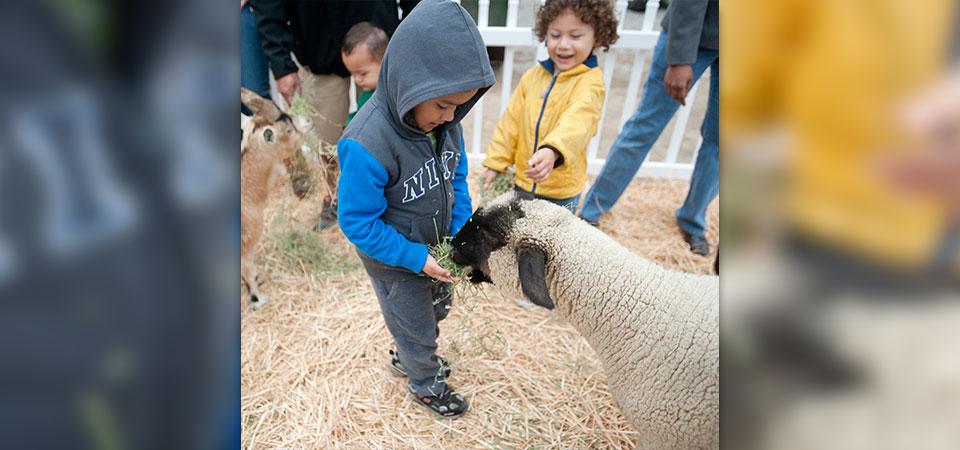 A boy gets up close with a sheep while another boy looks on and laughs
