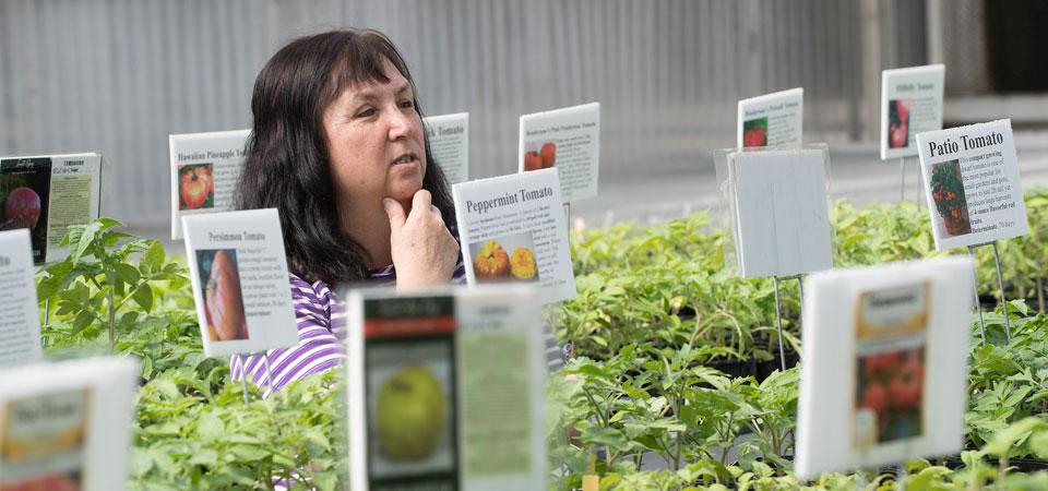 A customer thoughtfully considers which variety of plant to buy at Tomatozania.