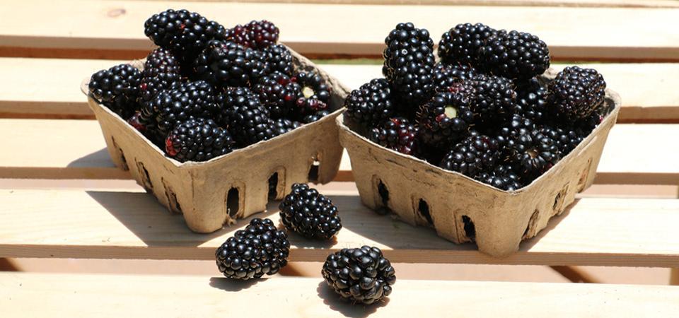 Blackberries