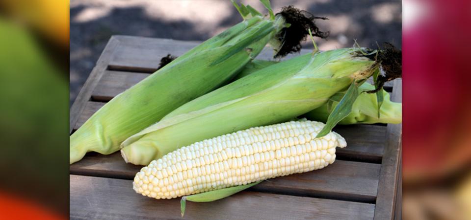 Fresh Corn