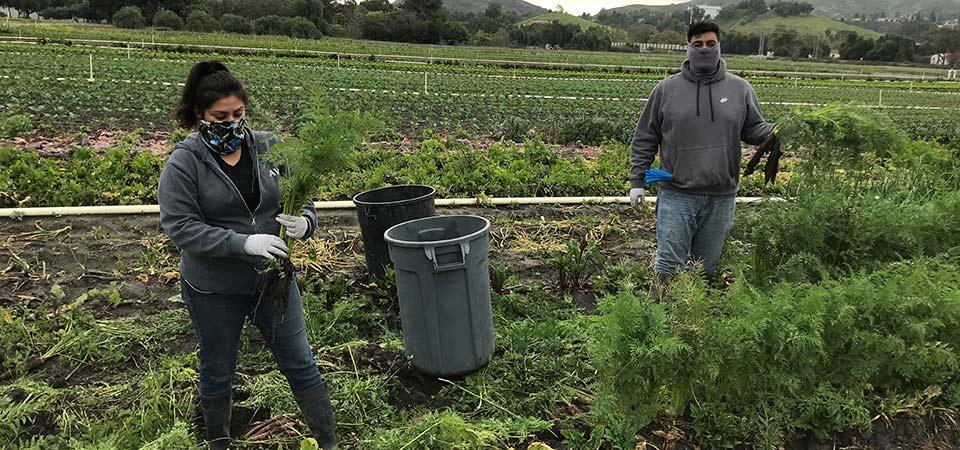 Two workers wearing masks at Spadra Farm