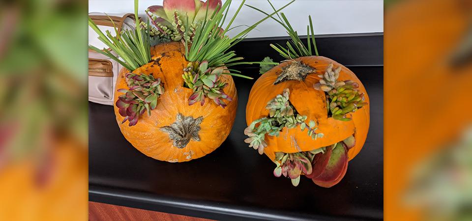Pumpkins decorated with succulents