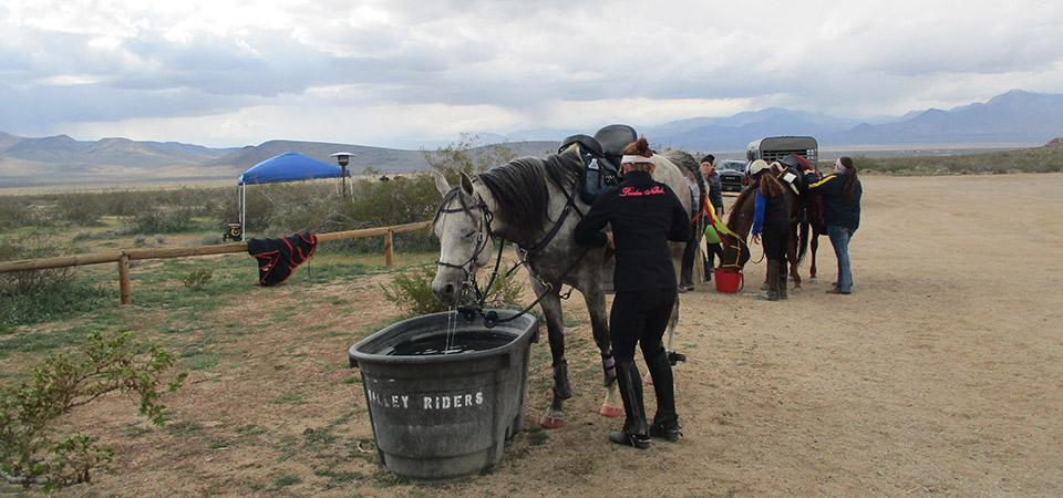 A horse gets a drink of water during an endurance ride.