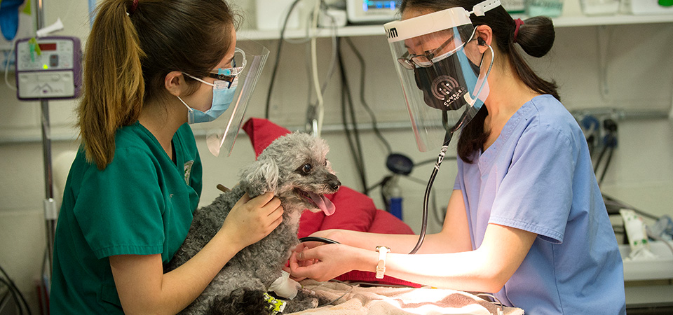 Two female students work with a dog in a vet-tech lab.