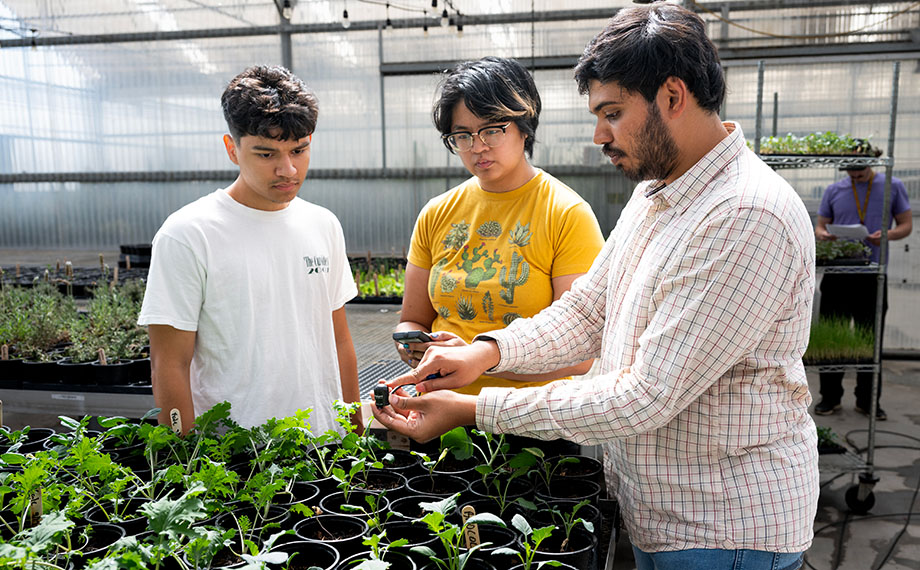 Assistant Professor Eshwar Ravishankar works with two students in a greenhouse.
