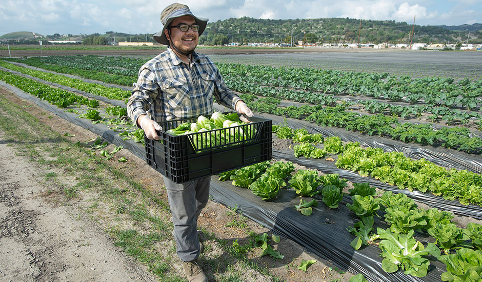 A student worker carries a tray of organic romaine lettuce at Spadra Farm at Cal Poly Pomona