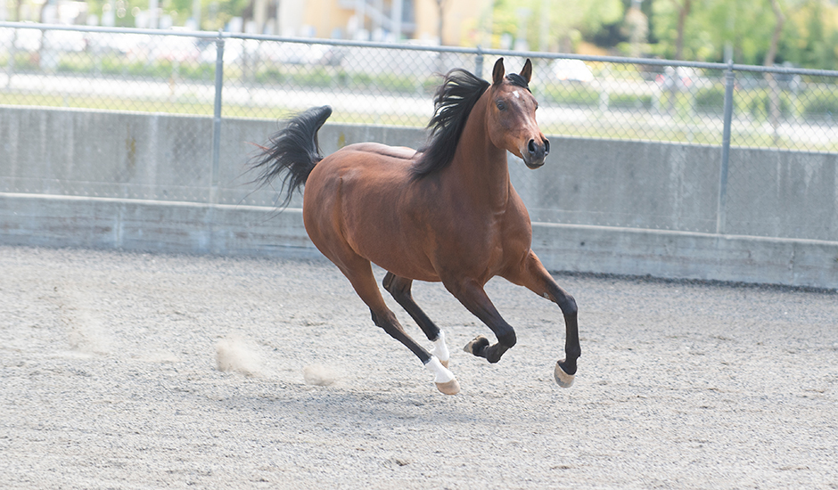 An Arabian horse gallops across the arena during a Sunday Horse Show at the W.K. Kellogg Arabian Horse Center at Cal Poly Pomona