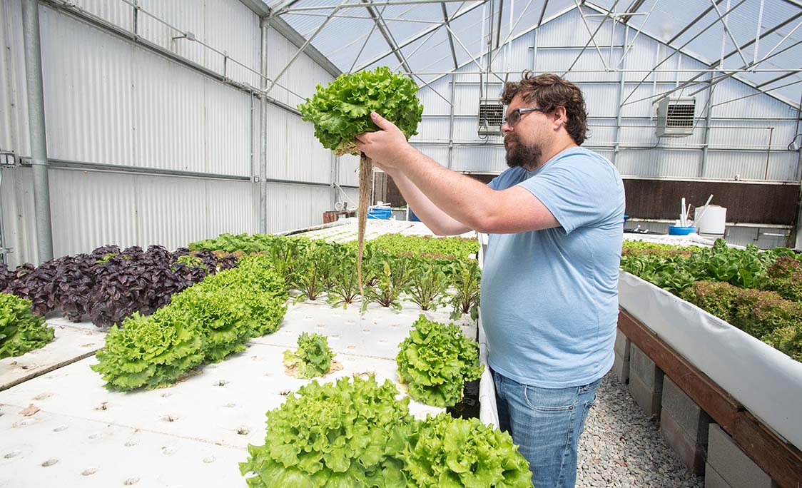 A man in a greenhouse lifts and inspects a head of lettuce.