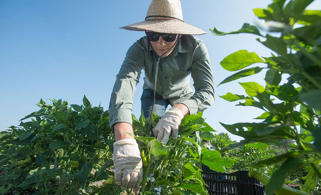 A man in a hat harvests crops on a farm.