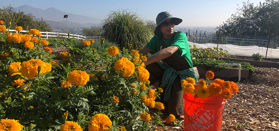 A students kneeling while picking flowers