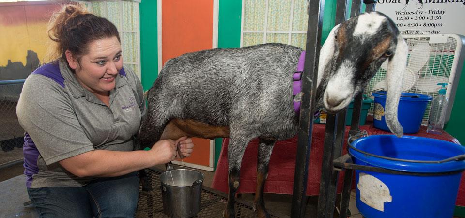 Woman demonstrates how to milk a goat