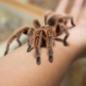 A tarantula sits on a person's arm at the Insect Fair