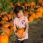 A child smiles as she clutches a pumpkin she has picked from the patch.