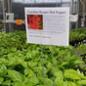 A sign for Carolina Reaper Hot Pepper Plants 