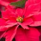 A Poinsettia