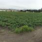 Green beans growing in the organic area of Spadra Farm