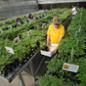 Customers perusing the tomato plants at Tomatozania 2017