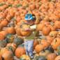 Boy picks a pumpkin
