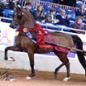 A CPP-bred Arabian competing at the U.S. Arabian Nationals