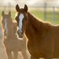 Arabians at sunset