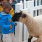 A child meets a sheep