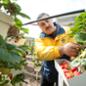 strawberry picking