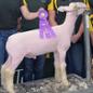 Award in livestock show