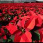 Poinsettia plants in the greenhouse