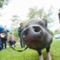 Pumba the Pig at the 2016 Pet Expo