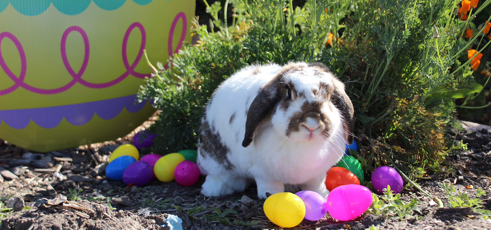 A real rabbit sits among colored plastic eggs at Cal Poly Pomona.