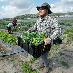 A student worker carries a box of produce harvested from Spadra Farm
