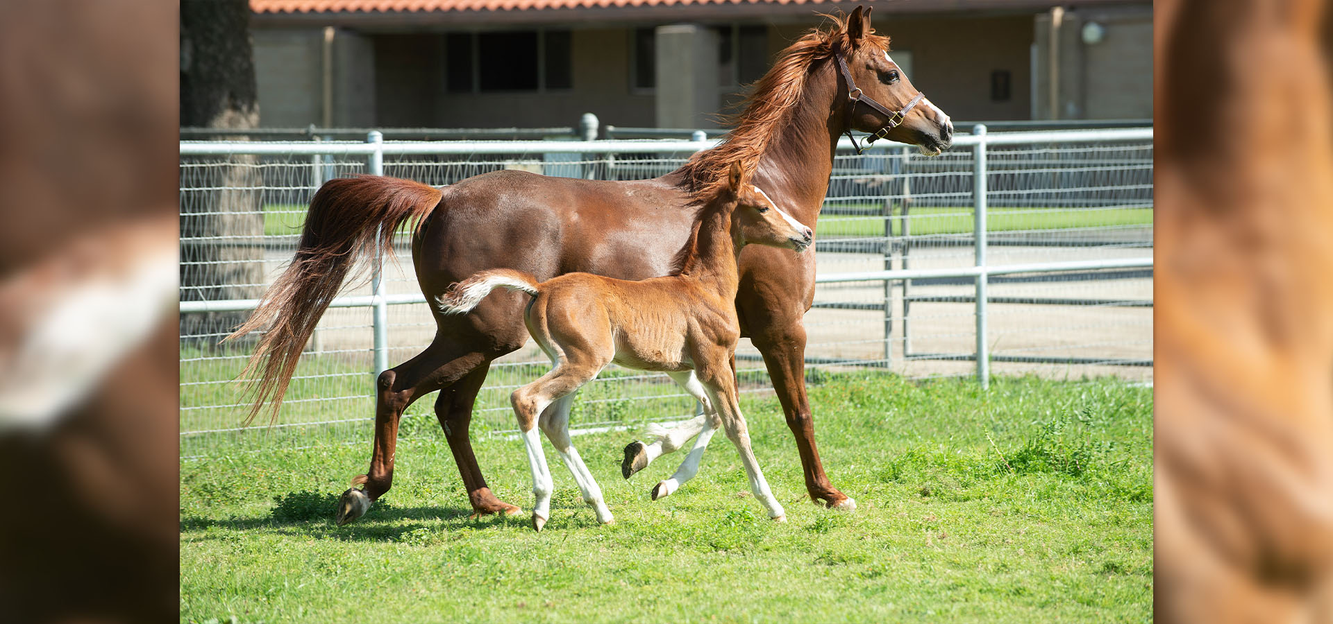 A mare and foal run free