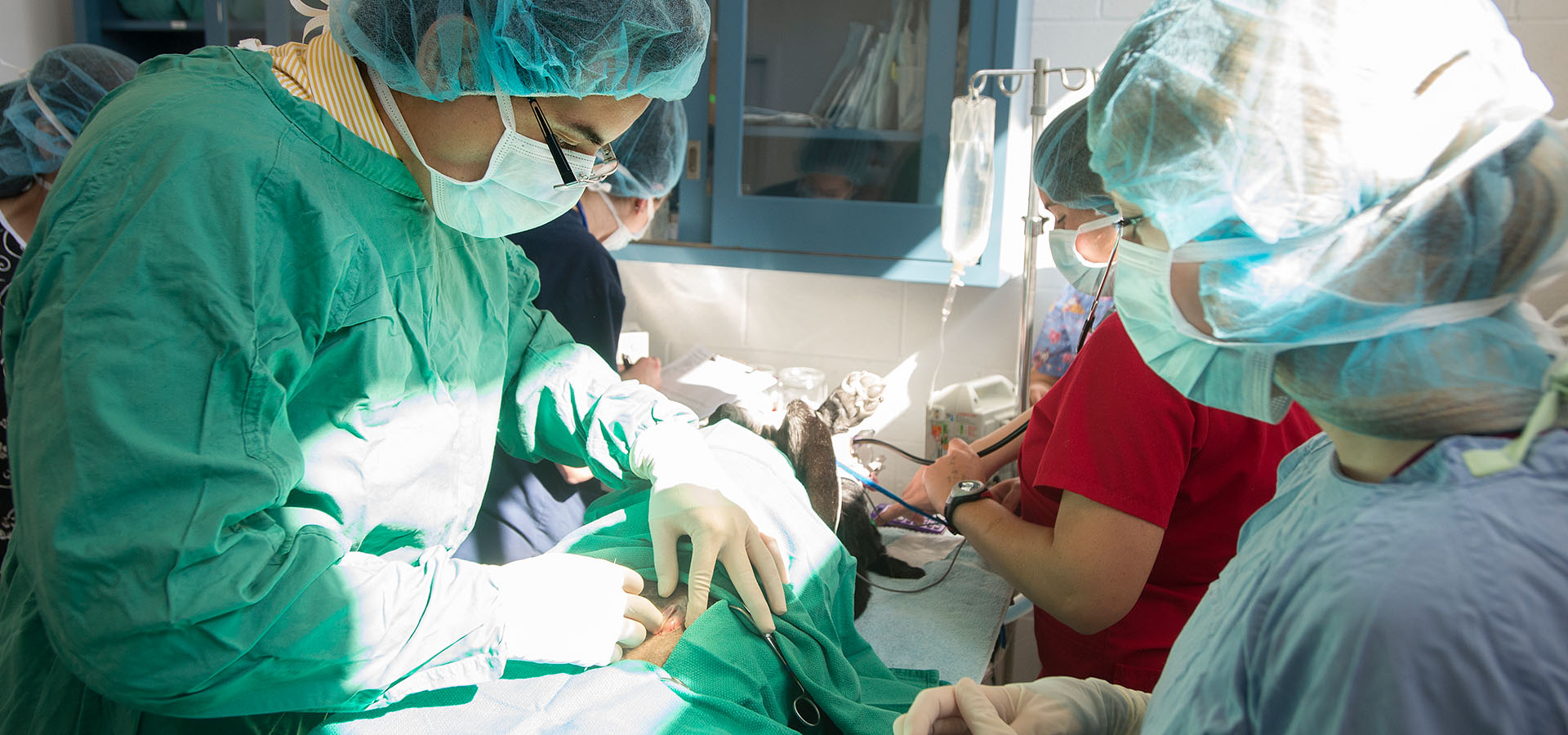 Pre-vet observe surgery on a pet