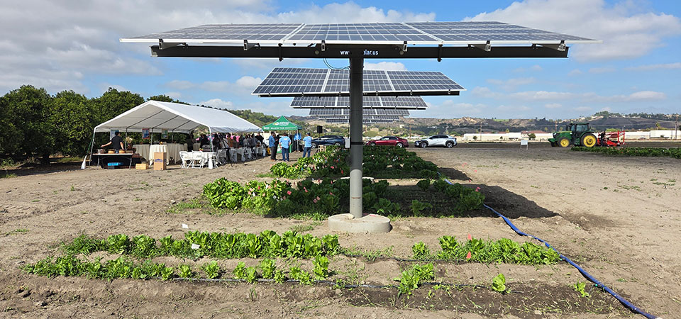 Solar panels shade lettuce growing at Spadra Farm.