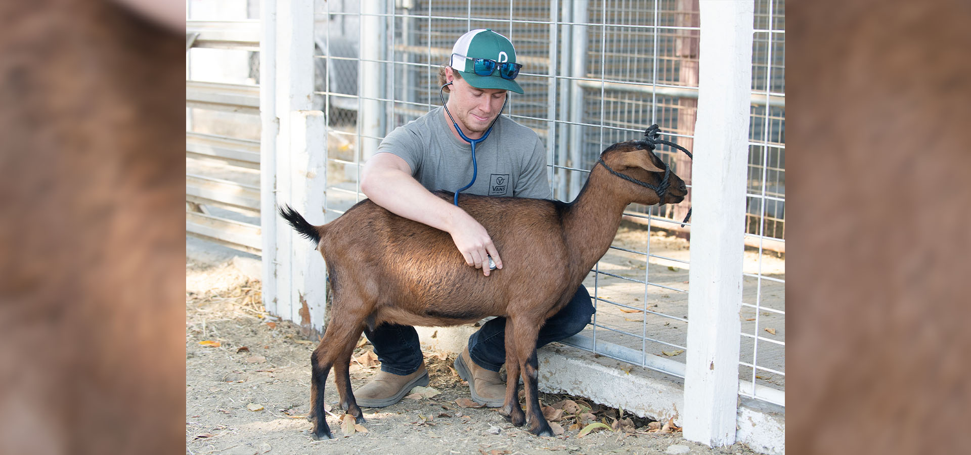 A male student uses a stethoscope to listen to a goat's heartbeat