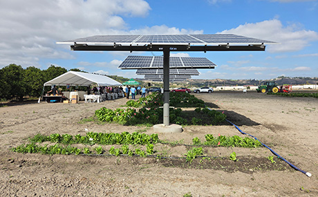 Lettuce grows underneath solar panels at the Cal Poly Pomona farm. 